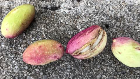 Pistachio_ Growing pistachio trees and harvesting your crop in Melbourne