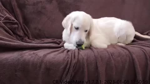 Puppy vs Broccoli Bailey the Golden Retriever Dog vs Broccoli
