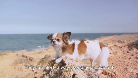 Adorable Chihuahua Takes TikTok by Storm! 🐾 Viral Puppy Cuteness Alert!