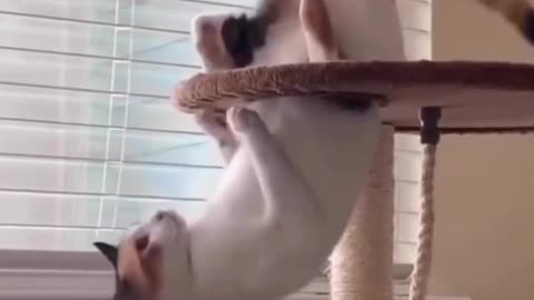 Funny cat video