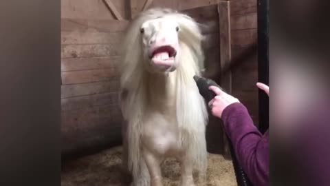 Albino Horse Loves Playing with Hair Dryer