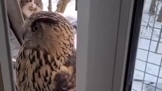 Cat startled noticing an owl at the window