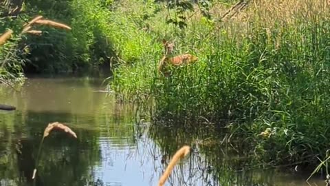 Deer By the Creek