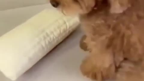 Baby dog funny video, cute brown baby dog video