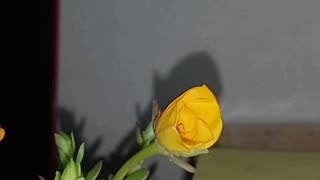 Yellow moss Rose