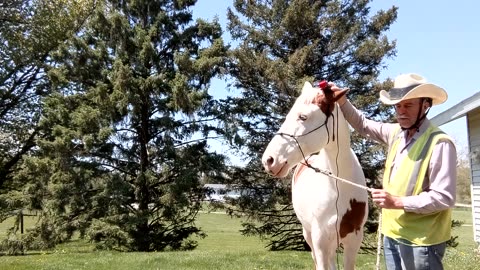 Electric clipper training (bridle path & both ears) Romeo - 10 May 2023