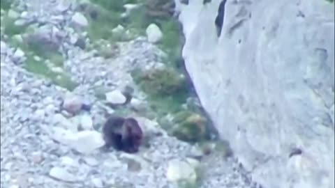 Spain search for bear and cub separated after repelling bear attack