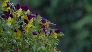 Rain and thunderstorm sound for sieep / ASMR/ White noise