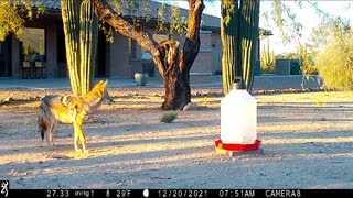 December Trail Camera Video, Tucson AZ