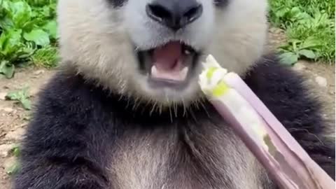 Big panda eating bamboo