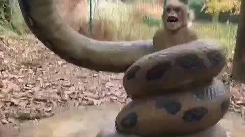 funny animals compilation funny animal attacks on humans 2021