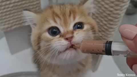 Too adorable is the kitten's meow