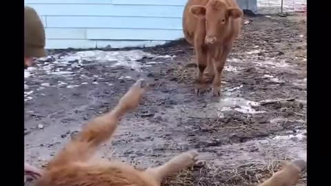 Man Rescues Struggling Calf by Easing Gas Buildup for Relief