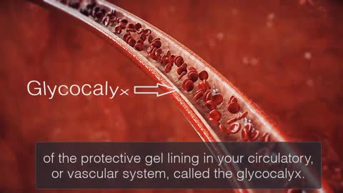 Endocalyx Pro Clinically Shown to Regenerate Endothelial Glycocalyx Function