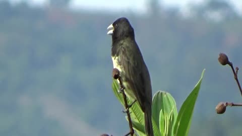 Canto do papa-capim cabecinha preta na natureza