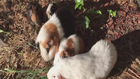 Guinea pigs. Cute and amazing guinea pigs