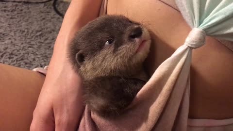 Baby Otter Likes To Cuddle Up Into His Owner's Shirt Like A Joey