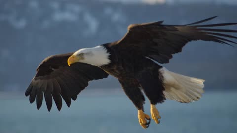 Bald Eagle || Description, Characteristics and Facts!