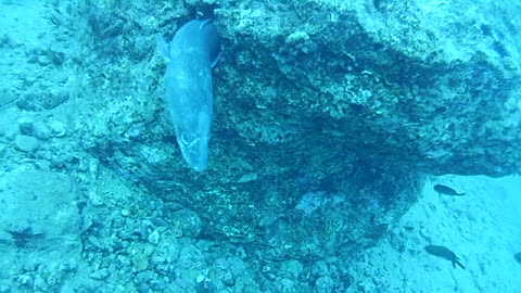 Hand Feeding a Sick Sea Serpent