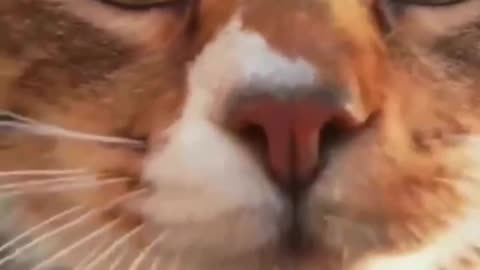Why is my cat sneezing ?? Watch this
