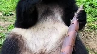 Adorable Giant Panda Eating Bamboo Shoots