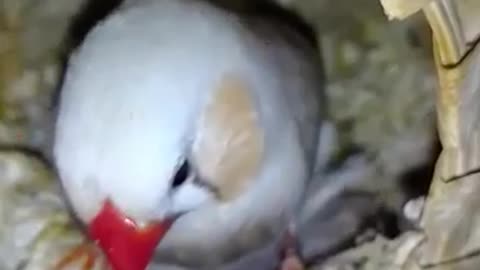 Cute family of parrots