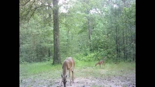 Southeast Texas Backyard Wildlife 120