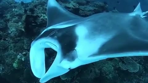 Reef manta fish visit a cleaning station