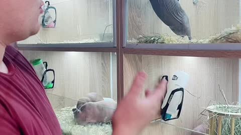 Hairless Guinea Pig Captures Attention at Pet Store