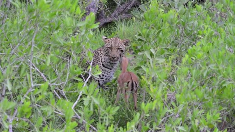 Incredible footage of leopard behaviour during impala kill