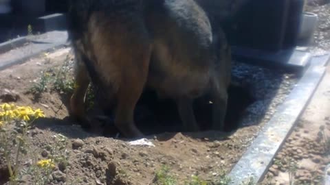 People said this dog was guarding her owners grave, but one rescuer uncovered a stunning secret .