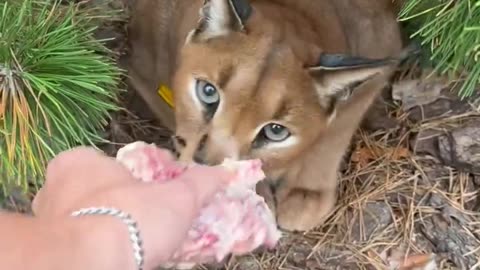 Feeding Pumbaa🥰