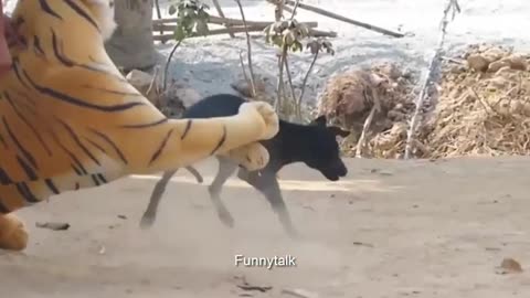 Fun Dog with Tiger
