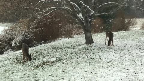 Baby deer & mom frolic in first snow of the season