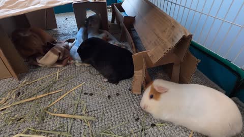 Synchronized guinea pig naps