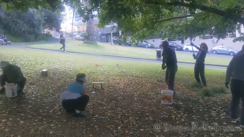 Harvesting Ginkgo in Auckland's Public Parks