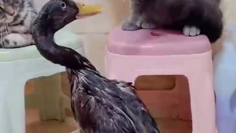 Fight between duck and cats, amazing moments 😂😂