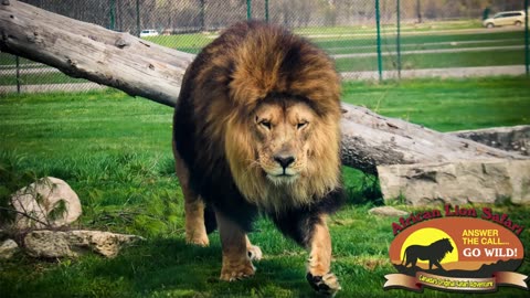 Lion Safari-AFRICA 2023