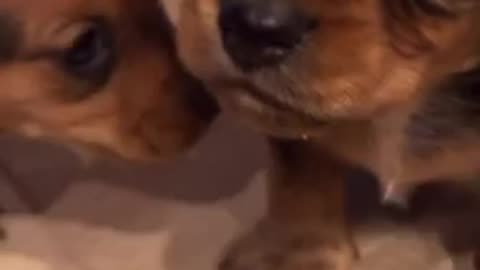 Amazing dog 🐩 trending video