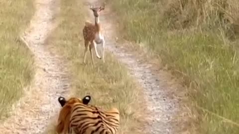 A Skilled Tiger Hunts and Gives the Antelope a Hea