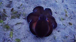 This Beautiful Creature Octopus
