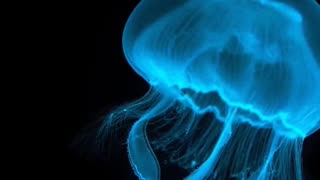 The Real Life Invisible Transparent jellyfish