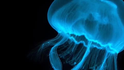 The Real Life Invisible Transparent jellyfish