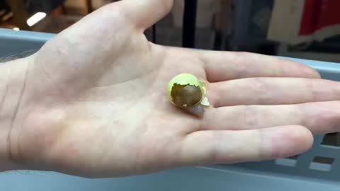 Largest Snail in the world Lifecycle