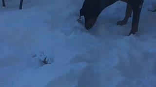 A Doberman finds a way to bury a bone when the ground is frozen.