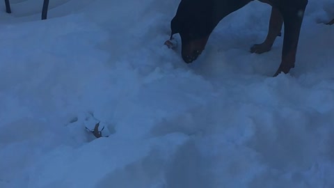 A Doberman finds a way to bury a bone when the ground is frozen.