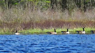 Canada Geese