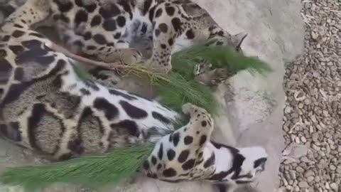 amazing Clouded leopards