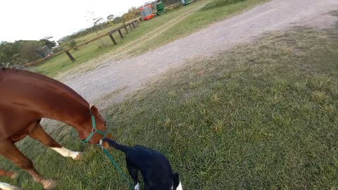 Border Collie Helps Walk Horse