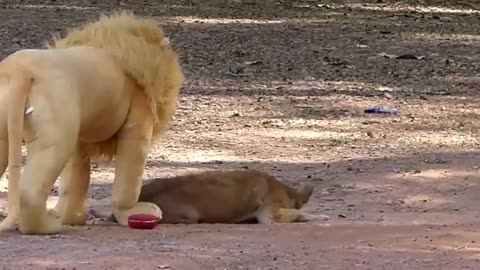 Lion prank on unsuspecting dog